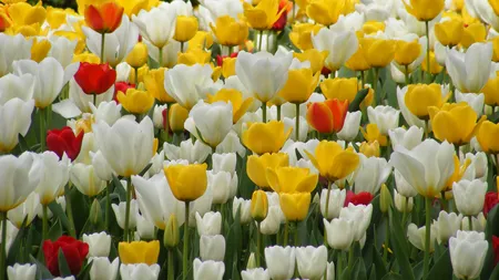 MESAJE DE FLORII 2018: Cele mai frumoase felicitări pentru cei care îşi serbează onomastica