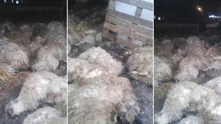 Lupii au dat atacul înainte de Paşte: 300 de oi au fost omorâte în Timiş