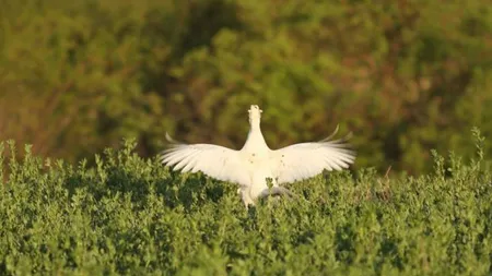 Fazan alb dintr-o specie rară, împuşcat. Vânătorii din Alba sunt indignaţi: Acest minunat exemplar a ajuns supă de tăieţei
