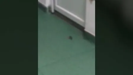 Imagini revoltătoare într-un spital din Craiova. Un şoarece a fost surprins în salonul pentru copii VIDEO