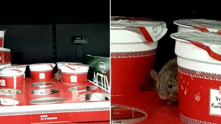 Şoarece filmat într-un supermarket din Arad. Se plimba pe raftul cu lactate VIDEO