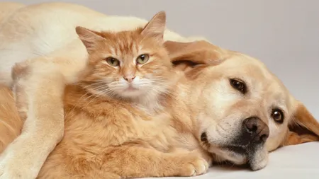 Pisicile şi câinii fără pedigree vor putea fi sterlizaţi pe banii Primăriei Capitalei