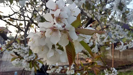 PROGNOZA METEO. Vremea va fi frumoasă şi se va menţine deosebit de caldă pe 1 Mai