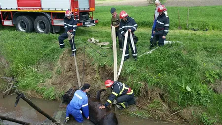 Cal scos cu buldoexcavatorul după ce a căzut într-un pârâu