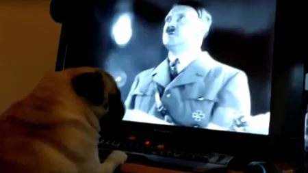 Şi-a învăţat câinele să execute salutul nazist. Ce pedeapsă a primit din partea justiţiei dresorul de ocazie VIDEO