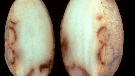 Alertă alimentară în România. Cartofi importaţi din Egipt, opriţi în Constanţa după depistarea unei bacterii periculoase