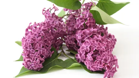Ce poţi trata cu florile de liliac