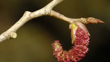 Combate astenia de primăvară cu muguri de plop