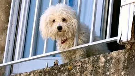 Animale de companie la bloc. Pot fi obligaţi proprietarii acestora să plătească suplimentar pentru ele?