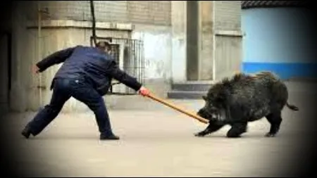 Bărbat ucis de un porc mistreţ, vecinii sunt îngroziţi: Şi-a băgat colţii în el de i-a sfârtecat piciorul până la os