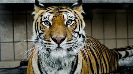 Igor, primul animal din lume tratat cu celule stem. Are 13 ani şi este tigru siberian