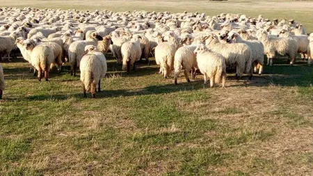 Bani de la Guvern pentru zootehnişti. Până când se pot depune cererile