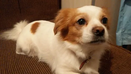 Pechinzeul, cea mai răspândită rasă de câini din România. Ce alte rase mai preferă românii