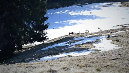 Imagini de colecţie cu un râs în Parcul Natural Bucegi. Rar poate să fie văzut de oameni în libertate GALERIE FOTO