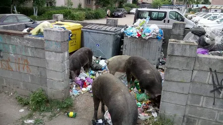Porci printre gunoaiele din Arad. Mizeria zace în jurul containerelor negolite de firma de salubrizare