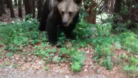 Turistă muşcată de urs la Lacul Sfânta Ana. Femeia încerca să îşi facă un selfie cu animalul