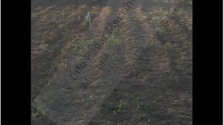 Avion prăbuşit, nu există supravieţuitori. Primele imagini de la locul prăbuşirii. 