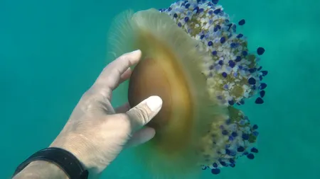 În curând, vom mânca MEDUZE