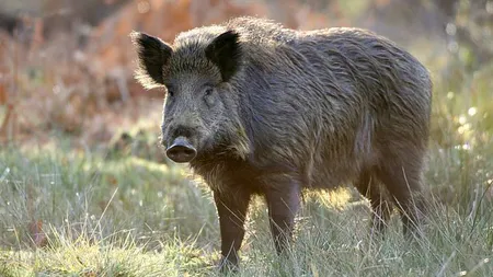 Nou caz de pestă porcină africană detectat în România