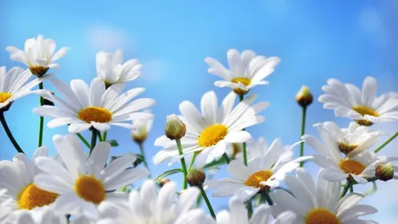 Care sunt plantele medicinale care culeg în luna mai şi cum te ajută să fii sănătos
