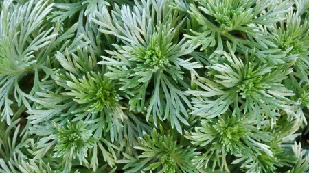 Pelinul, planta de leac în bolile femeieşti
