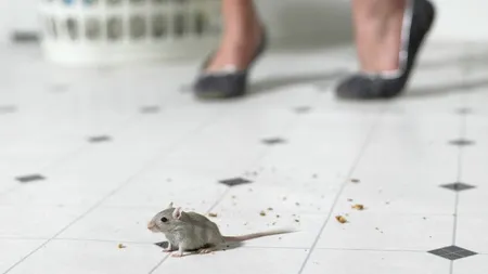 Şoarecii la covrigărie. Imagini incredibile cu rozătoarele plimbându-se pe podea
