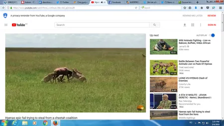 Cinci gheparzi împotriva unei antilope, cine câştigă? Bătălie epică filmată în savană VIDEO