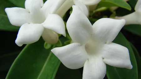 Uleiurile care îţi menţin pielea tânără