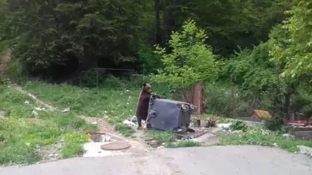 Locuitorii din Buşteni se plâng că sunt terorizaţi de urşi. Animalele se plimbă nestingherite pe străzile oraşului