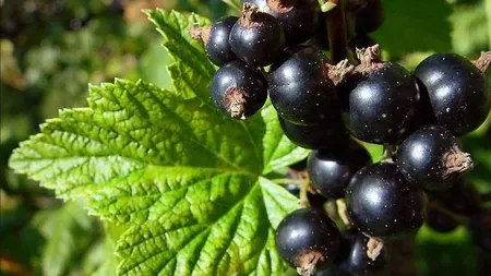 Coacăzul-negru, antialergic natural