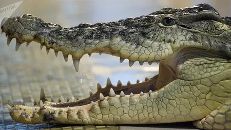 Răzbunare cruntă. Un crocodil a cedat nervos şi l-a mâncat pe câinele care l-a batjocorit timp de 10 ani VIDEO