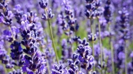 Lavanda. Planta minune cu peste 100 de utilizări. Beneficii şi contraindicaţii