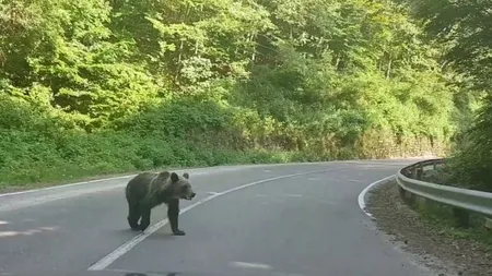 După Şoni, ursul de la Sfânta Ana, apare o nouă vedetă carpatină: ursul Van Damme de pe Transfăgărăşan