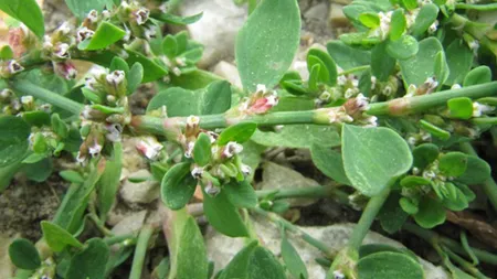 Troscotul japonez, buruiana care a invadat România. Vezi de ce este periculoasă această plantă