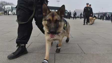 Iniţiativă inedită: Câinii poliţişti au fost dotaţi cu încălţăminte pentru a fi protejaţi de asfaltul încins