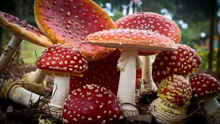 Intoxicaţiile cu ciuperci. Simptome şi reguli de acordare a primului ajutor