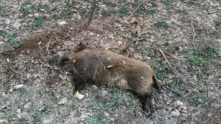 Virusul Pestei Porcine Africane depistat la porci mistreţi de pe un fond de vânătoare din județul Sălaj