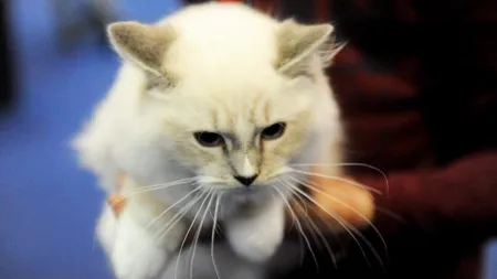 ZIUA INTERNAŢIONALĂ A PISICII. Iată ce mai fac celebrităţile din lumea micilor feline