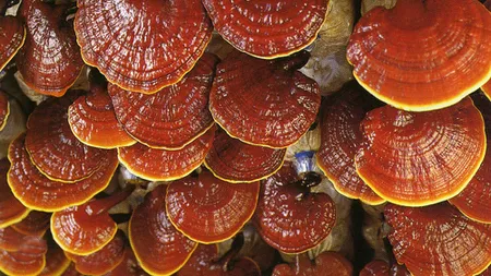 Tratamente naturiste. Ce este Ganoderma sau 
