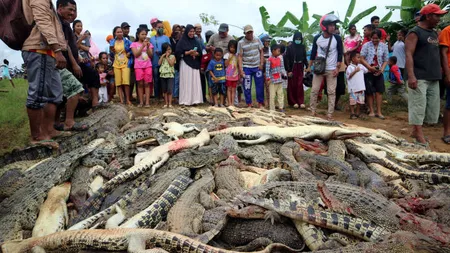 Scandal în Indonezia: 300 de crocodili masacraţi după ce o reptilă a ucis un om