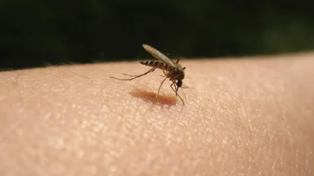 Modalitate absolut naturală pentru a scăpa definitiv de ţânţari