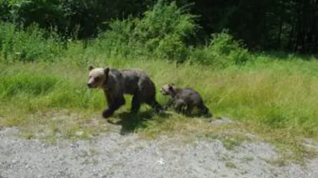 Urşi îndepărtaţi de jandarmi din Miercurea Ciuc şi Băile Tuşnad