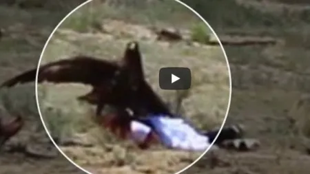 Fetiţă atacată de un vultur regal. Atenţie, imagini şocante! VIDEO