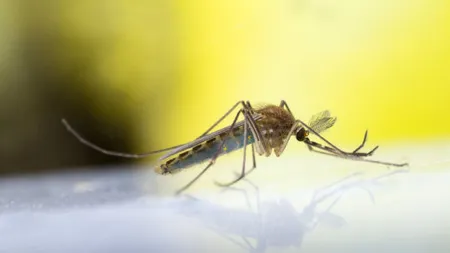 Noi cazuri de infecţie cu virusul West Nile, confirmate în judeţul Sibiu