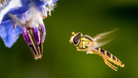 Germanii se mobilizează pentru RECENSĂMÂNTUL INSECTELOR