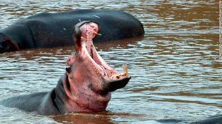 A vrut să fotografieze un hipopotam, dar a sfârşit în gura acestuia. Soarta tragică a unui turist, în Kenya