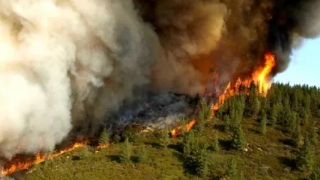 Incendii de vegetaţie în România. 84,2 hectare de pădure, mistuite de flăcări