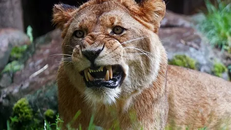 Imagine înfricoşătoare. Un leu vrea să atace un un copil la grădina zoologică din Dubai VIDEO