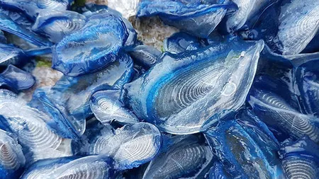 Atacul meduzelor otrăvitoare în Germania: 90 de persoane au fost internate în spital după ce au fost înţepate de aceste vieţuitoare