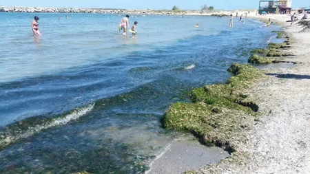 Peste 1.300 de tone de alge, strânse de pe plajele din sudul litoralului